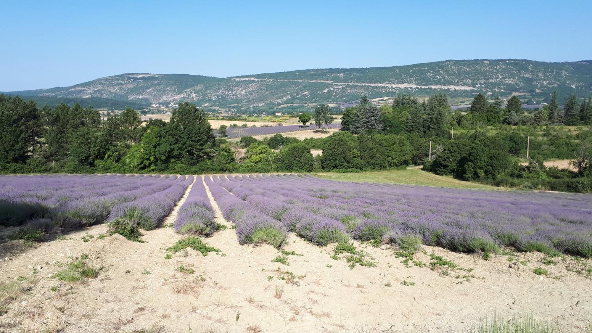 Le Grain De Lavande - Mont Ventoux โซลต์-เดอ-โวคลูซ ภายนอก รูปภาพ